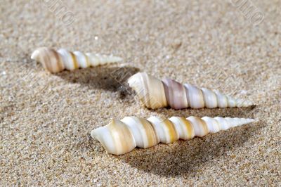 sea shell