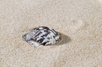 seashell on sand