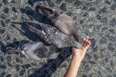 hand feeding pigeons