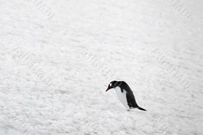 penguin on snow