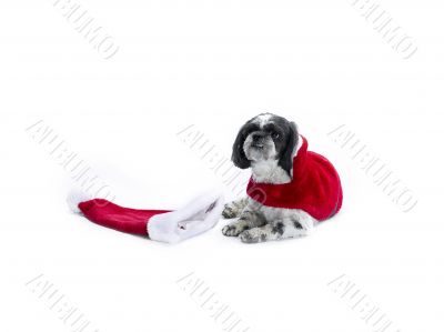 shih poo on its christmas costume