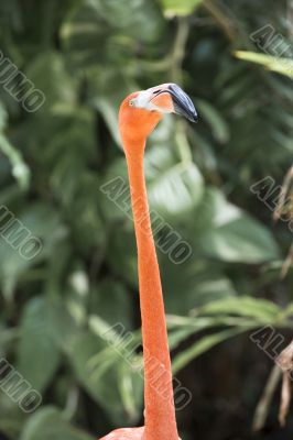 pink flamingo