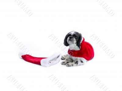 shih poo christmas