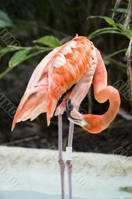 flamingo