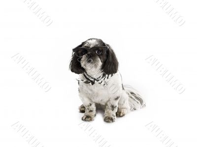 shih poo with sunglass and scarf