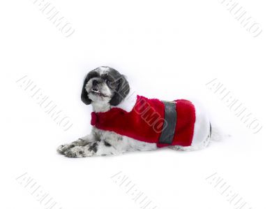 christmas shih poo