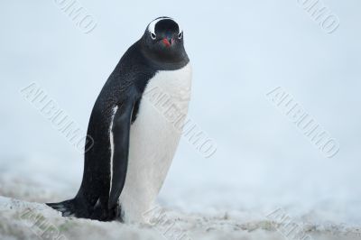 penguin on snow