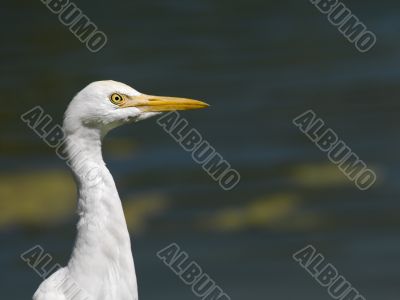 heron bird