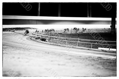 dogs on the race track 