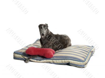 greyhound relaxing