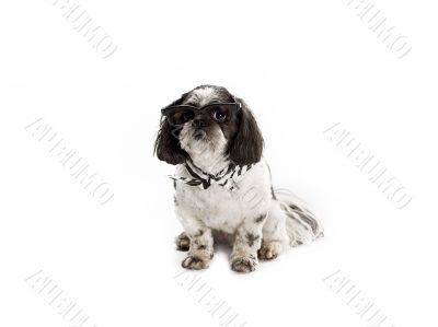 cool shih poo