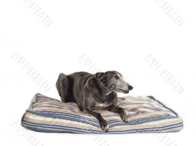 lying greyhound 