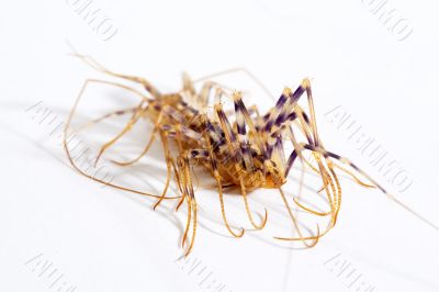 house centipede
