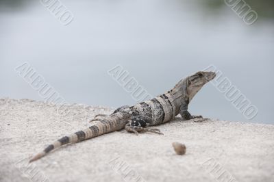lizard