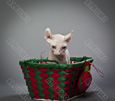 elf cat in basket