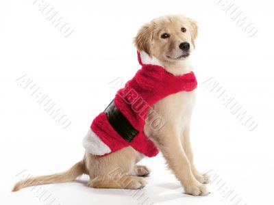 Santa Golden Retriever