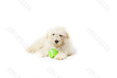 havanese with ball