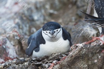 gentoo penguin