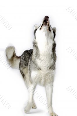 image of a dog howling