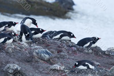 group of penguin in beach