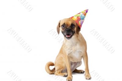 puggle with a hat