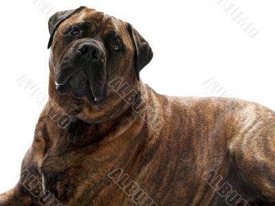 dog face