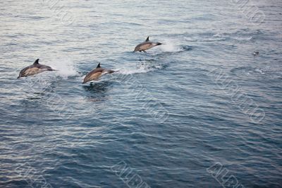 Several Dolphins Jumping