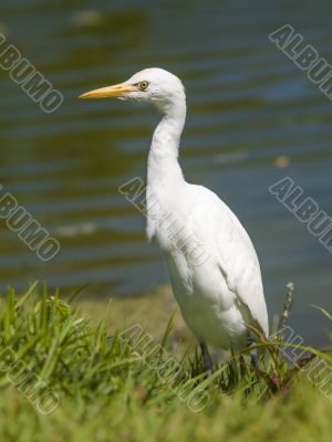 great egret