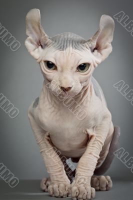hairless cat with wrinkles