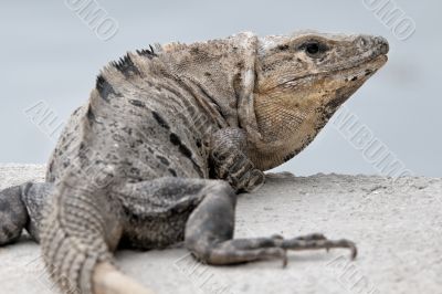 iguana