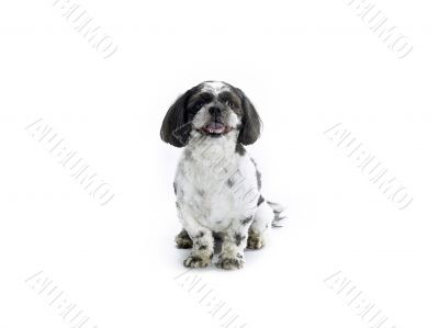 cute white dog