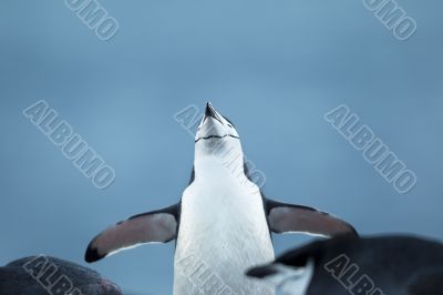 gentoo penguin with spread wings