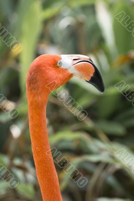 flamingos head 
