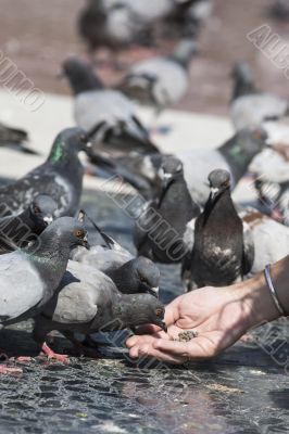 person feeding pigeons