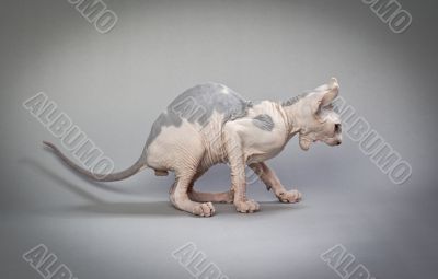 angry hairless cat