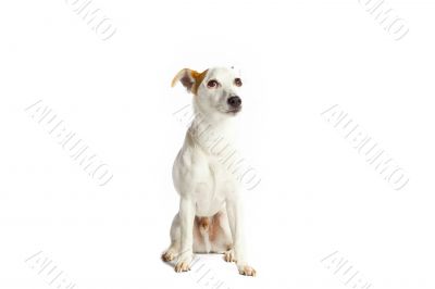 cute dog looking up