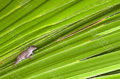 lizard on leaf