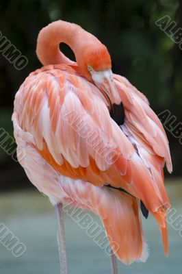 american flamingo