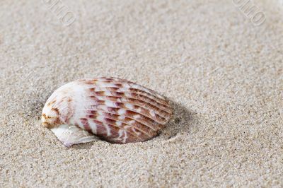 shell