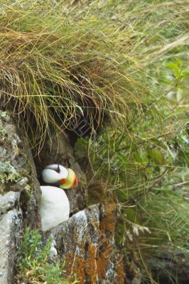 nesting puffin