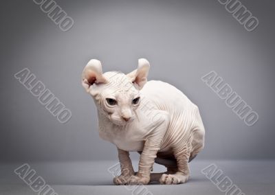 crouching hairless cat