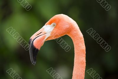 flamingos head