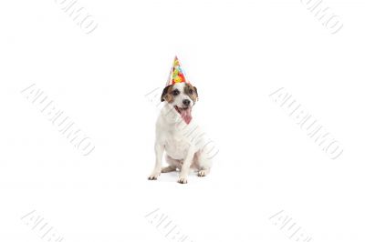 birthday jack russell