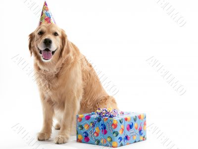 Dog with Birthday present