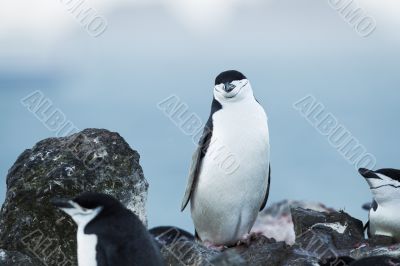 penguins and blue sky