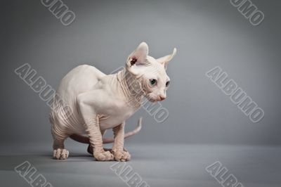 inquisitive hairless cat