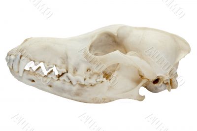 dog skull