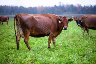 cows at field