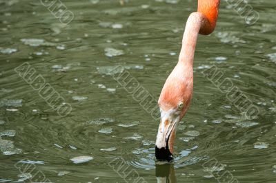 drinking flamingo