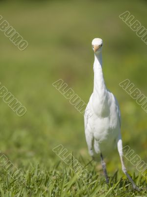 walking heron bird